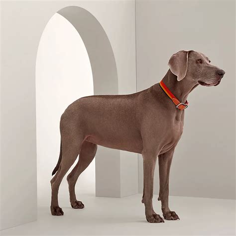 hermes dog tent|hermes collars for dogs.